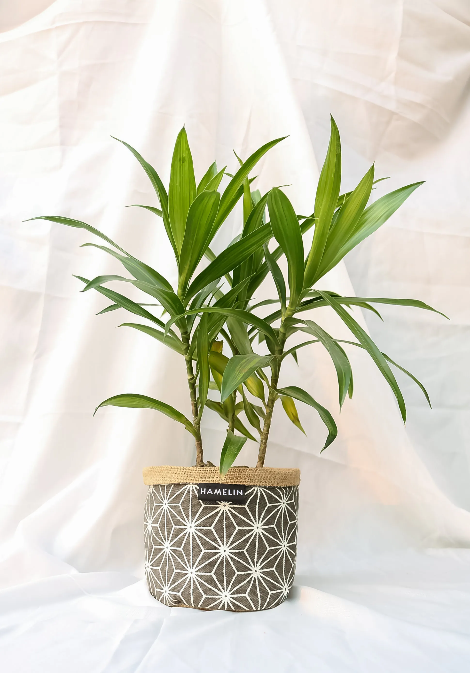 Chic Planter Wraps Mini - Gift Set (Neutra)