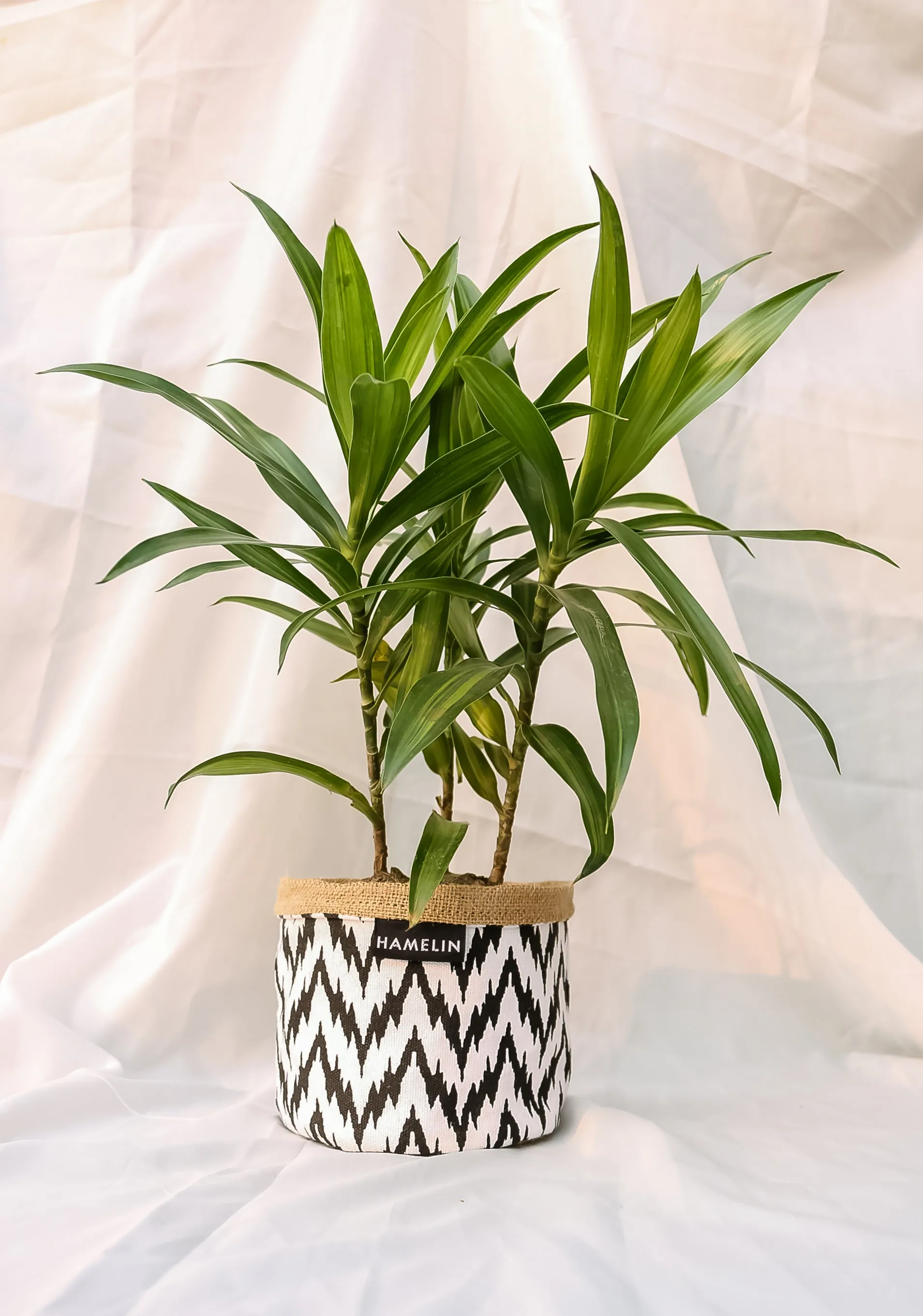 Chic Planter Wraps Mini - Gift Set (Neutra)